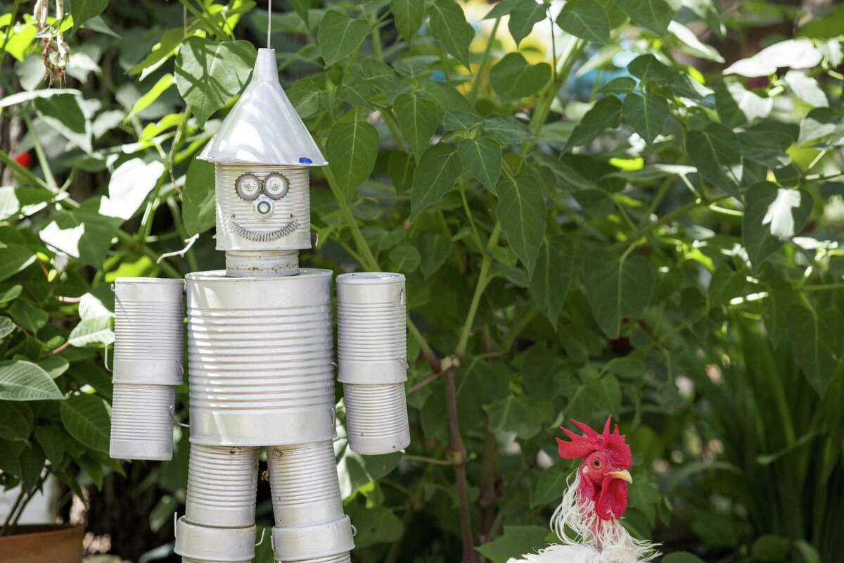 San Antonio’s backyard chicken community vocal about no limits on fowl