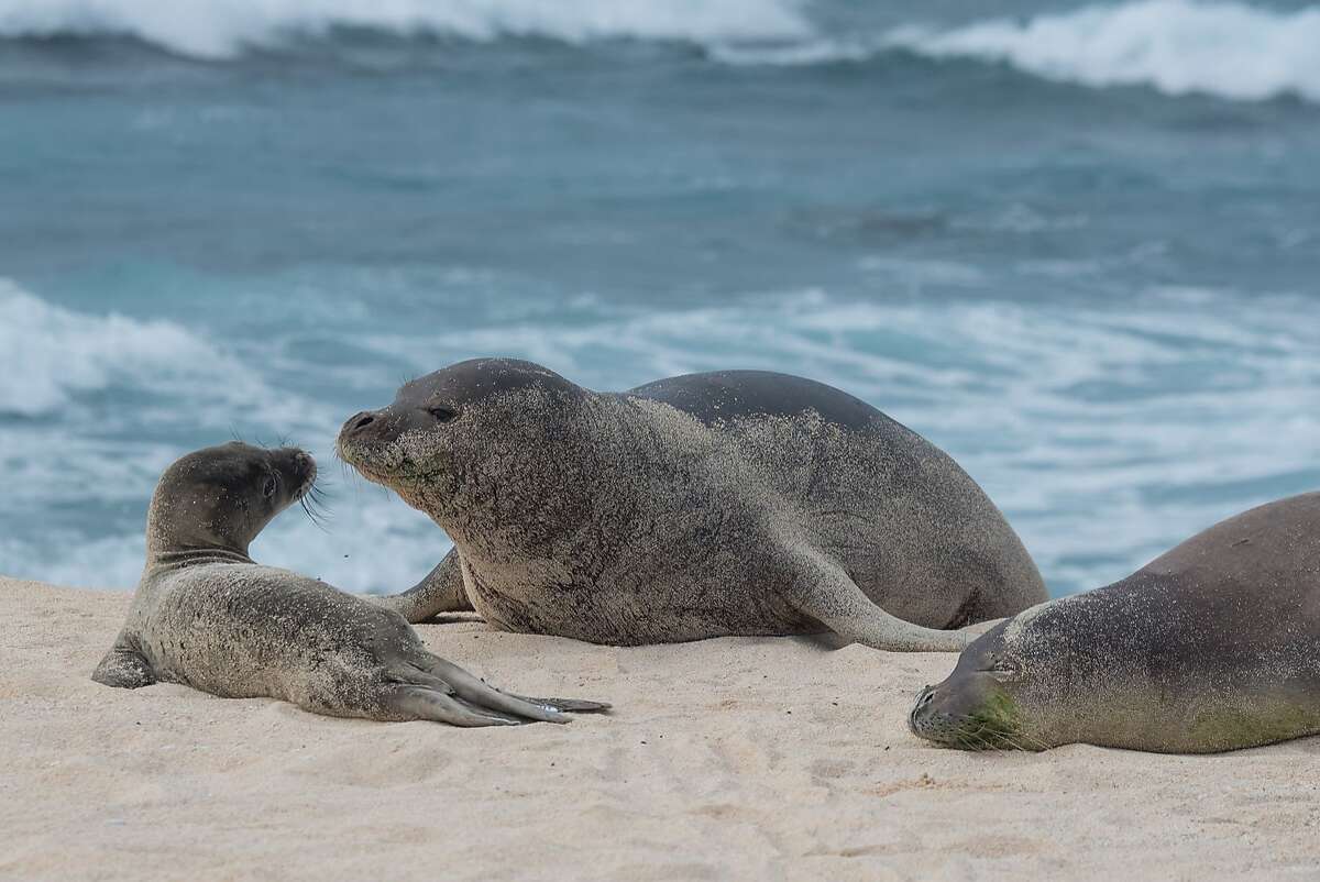 Marin animal center helps fatten up Hawaiian monk seals Marin animal center helps fatten up Hawaiian monk seals