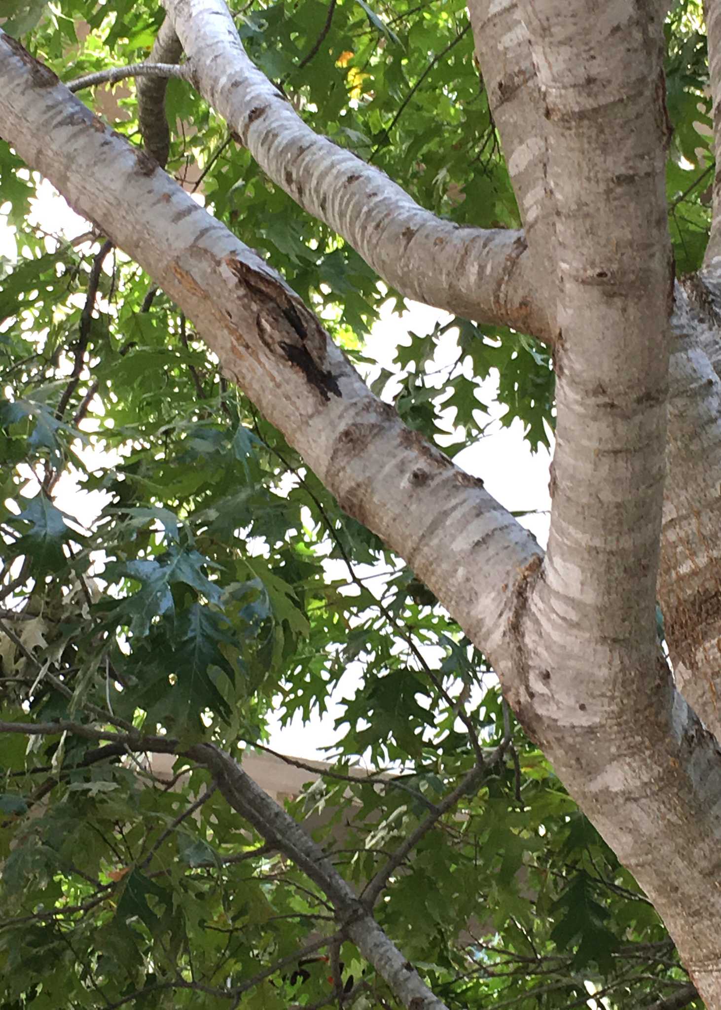 How the heck do you kill nutsedge in the lawn?