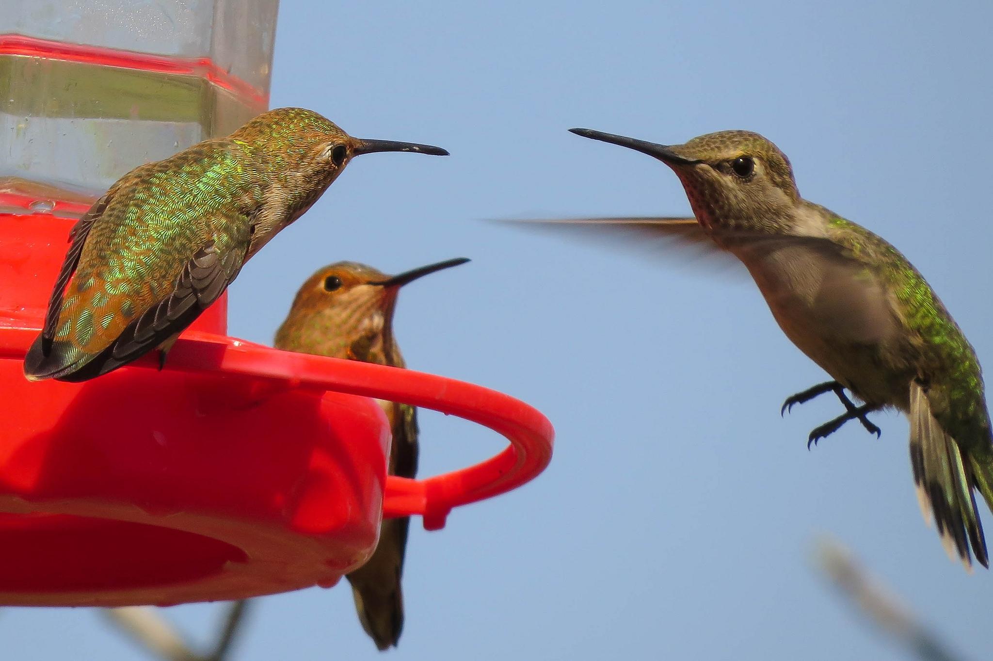 Your guide to feeding the fall birds of San Antonio