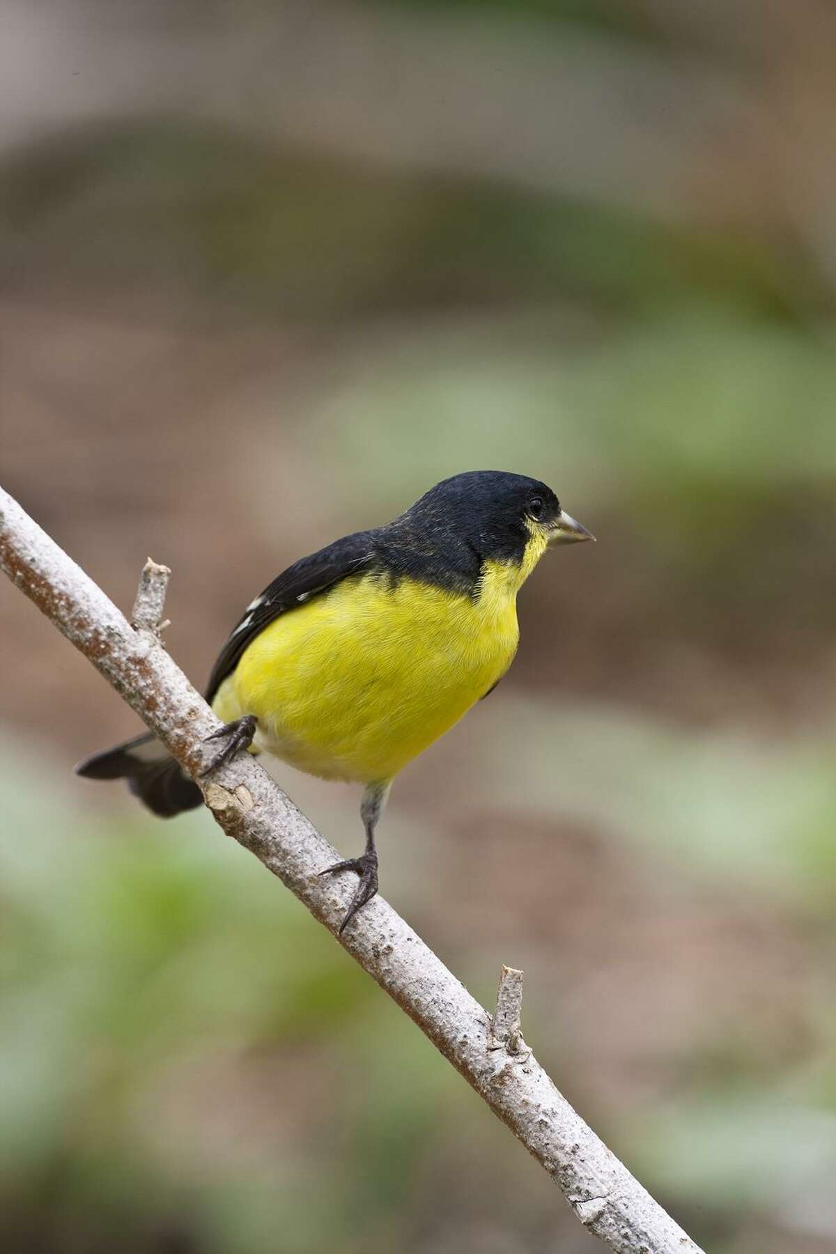 Your guide to feeding the fall birds of San Antonio