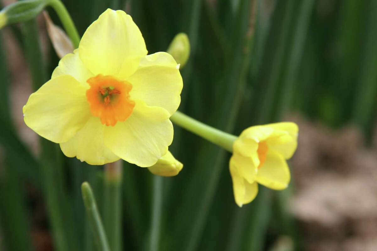 These daffodils are great choices for Houston