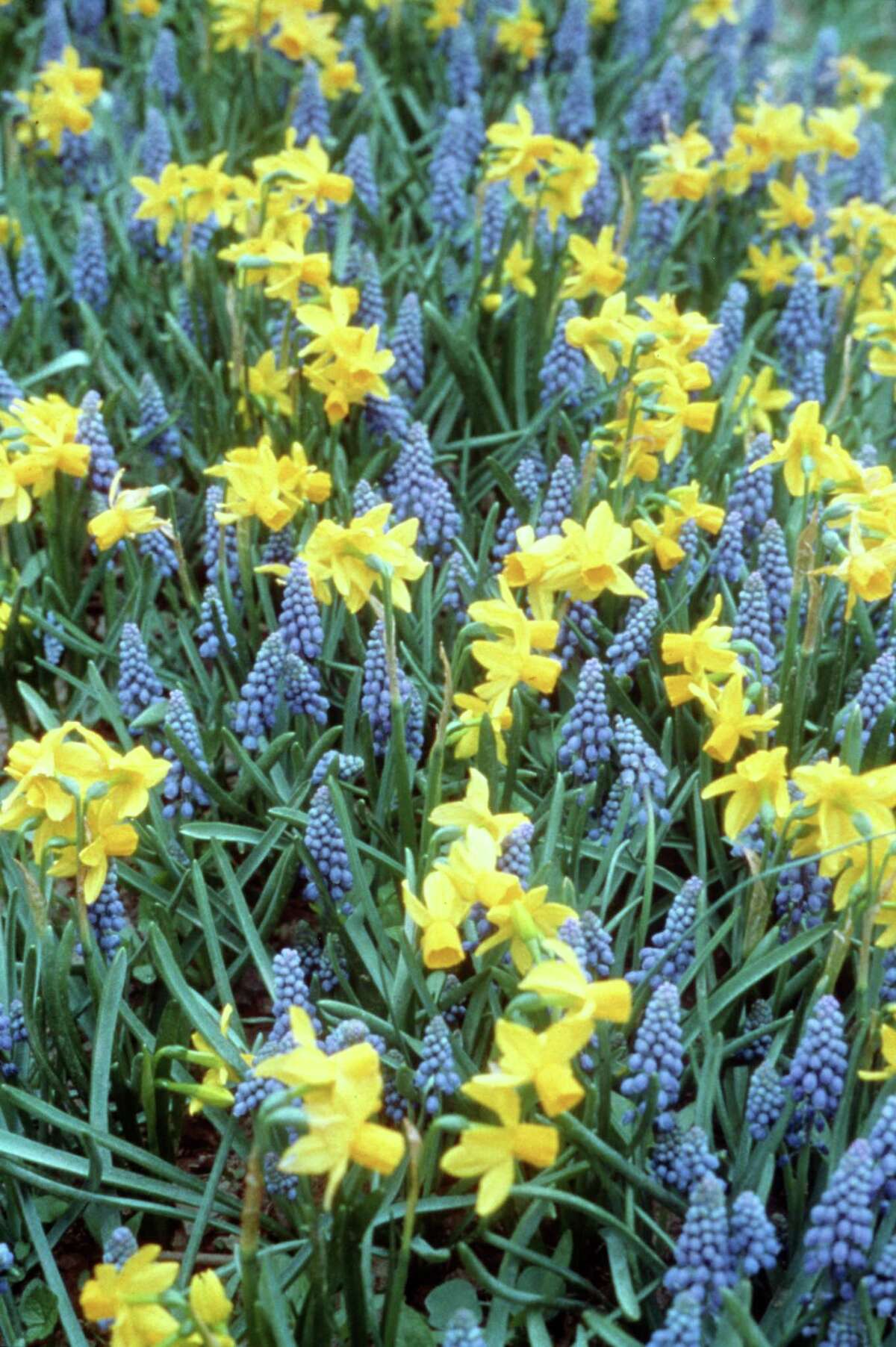 These daffodils are great choices for Houston