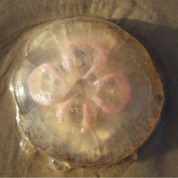 Thousands Of Jellyfish Washed Ashore Padre Island National Seashore