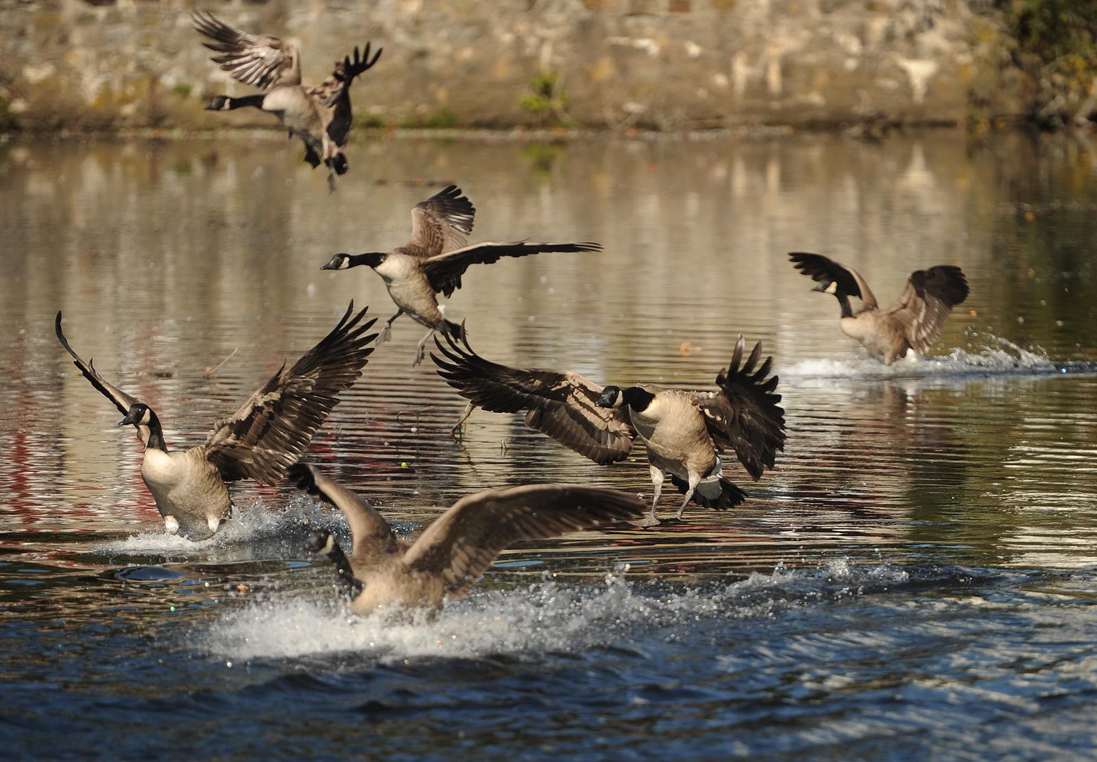 Milford moves to dredge downtown ponds