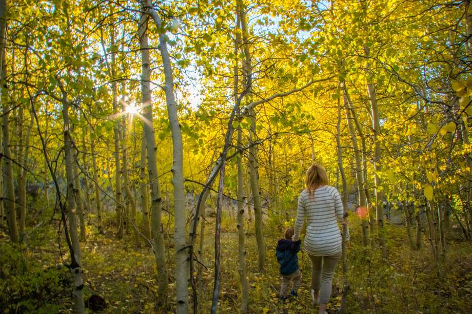 Unusual Fall Color Season Finally Arrives In California Sfgate