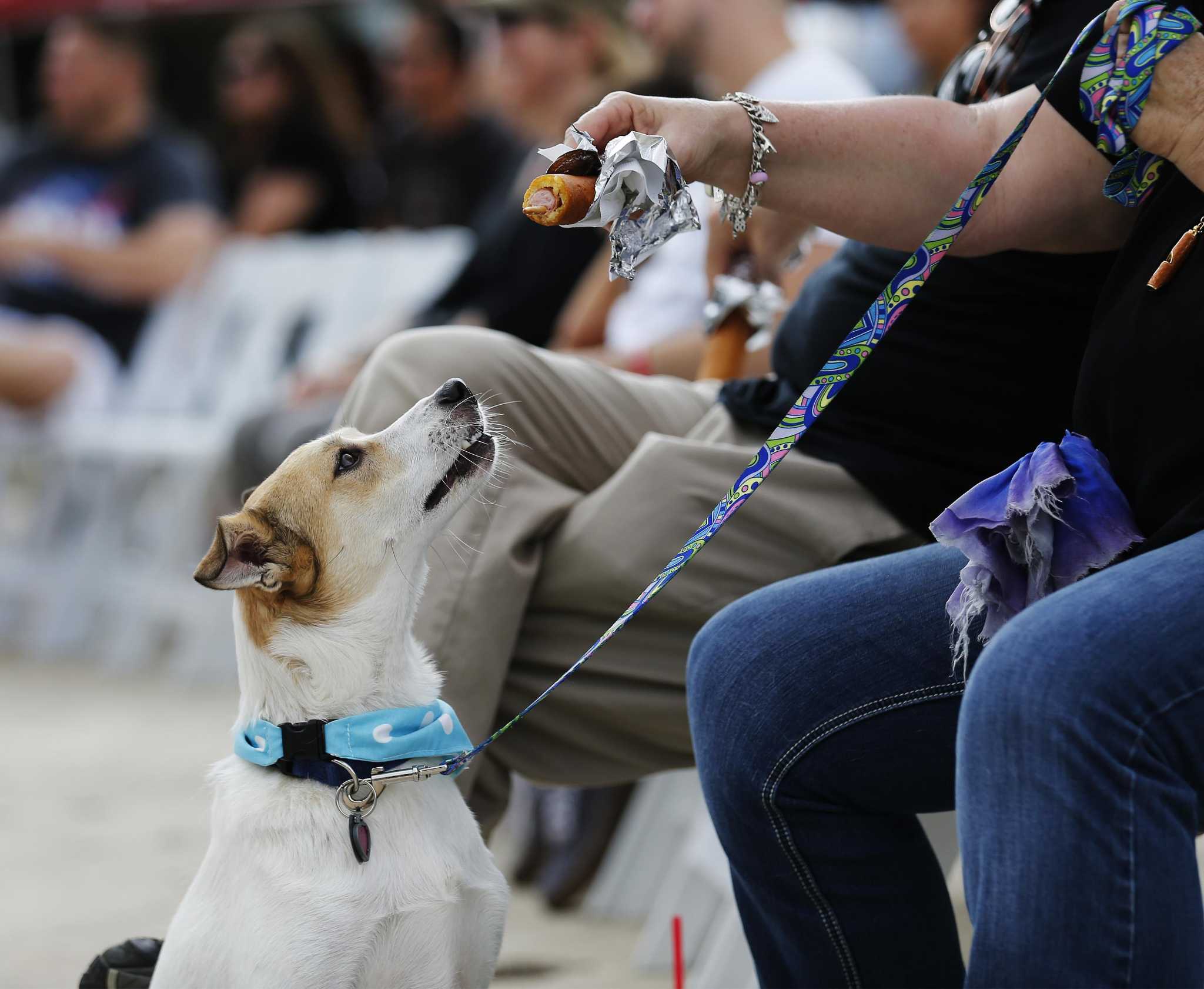 Bark in the Park Pet Costume Contest, Great Day SA