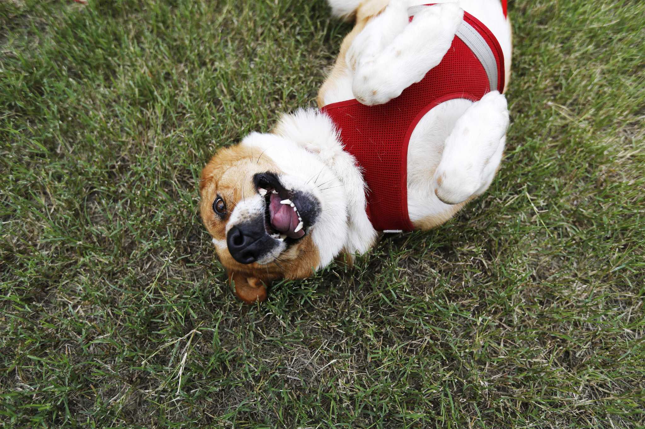 Bark in the Park Pet Costume Contest, Great Day SA