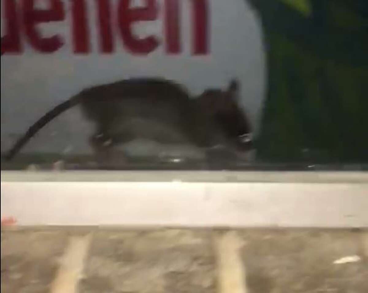 Viral video appears to show rats in window at S.A. tortilla business