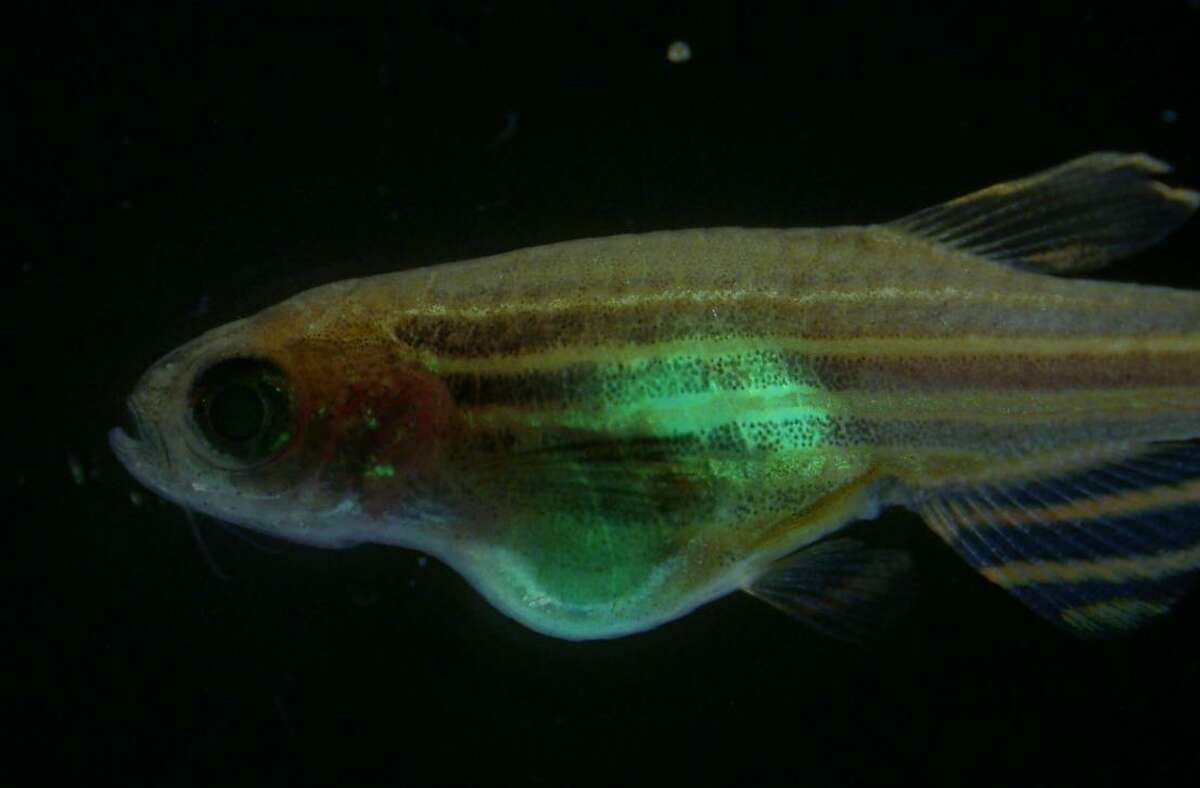 Zebra fish help UT Health researcher find treatments for childhood cancers
