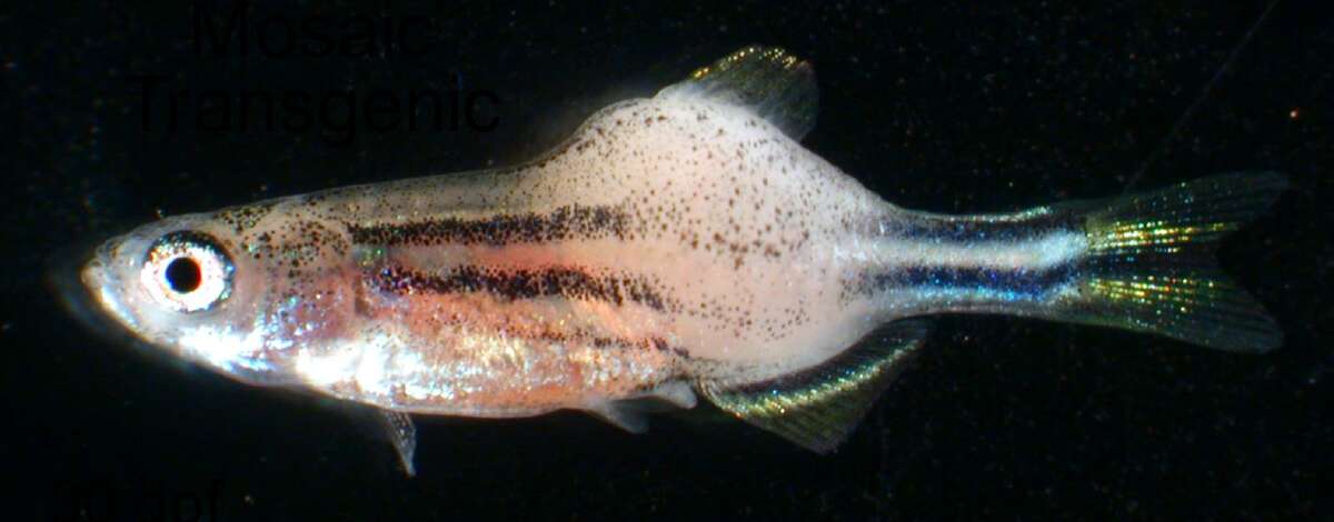 This is an example of a zebra fish with rhabdomyosarcoma (muscle tumor).