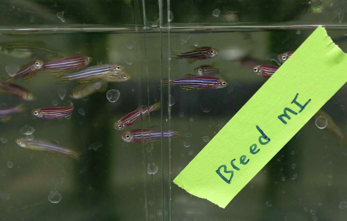 Zebra fish help UT Health researcher find treatments for childhood cancers
