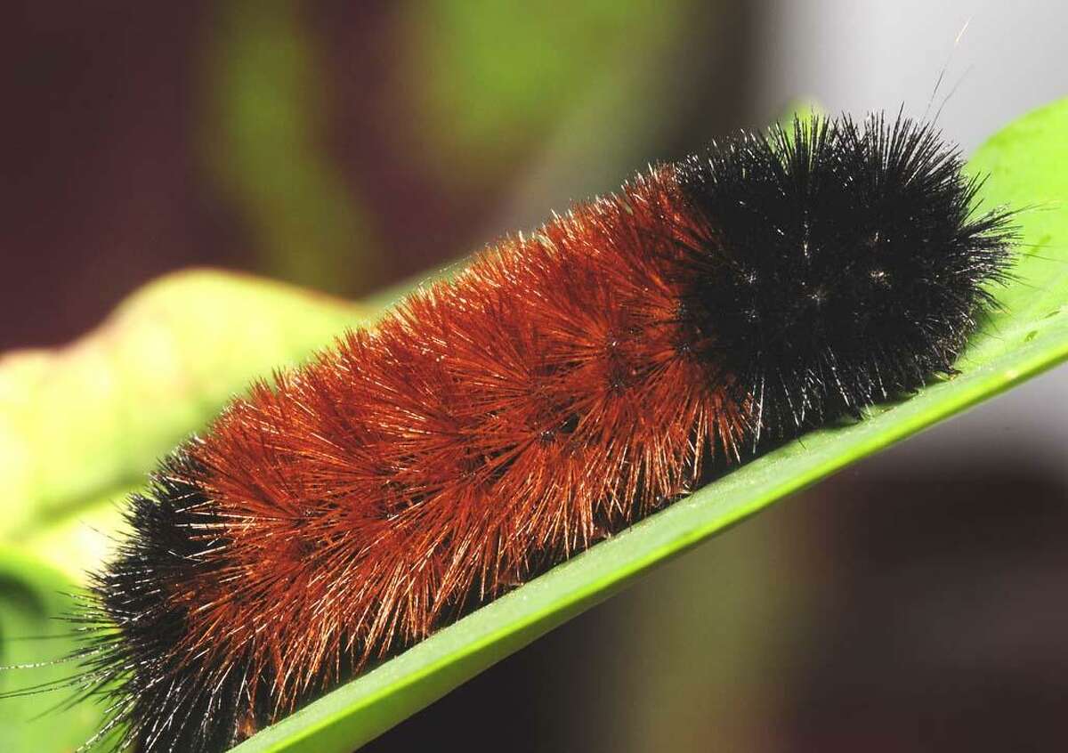 wooly bear caterpillar