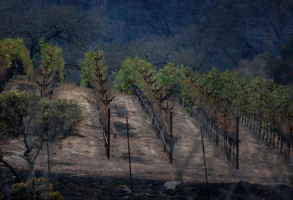 Partially destroyed vines are visible off Soda Canyon Road Oct. 9, 2017 in Napa, Calif. A fire tore through the area on the evening of Oct. 8, destroying properties and vineyards.