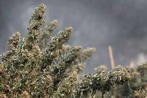 Wine County fires devastate cannabis economy of Sonoma and...