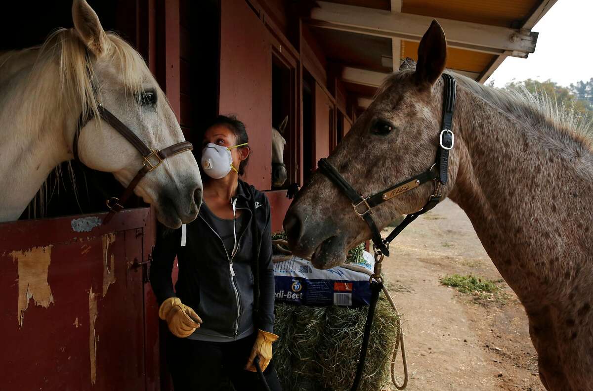 Erica Tom, the Director of Arts and Education with Belos Cavalos and the Trauma-informed Equine Experimental Education Program allows longtime horse friends Secreto, left, and Amtec, right, greet each other to try to keep them calm while taking care of them in the stables at the Santa Rosa Fairgrounds Oct. 10, 2017 in Santa Rosa, Calif. The horses were evacuated from Kenwood. The stables were being used as a place for owners to house their evacuated large animals.