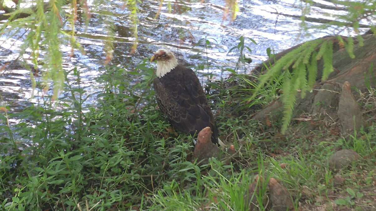 Injured Bald Eagle In The Woodlands Euthanized