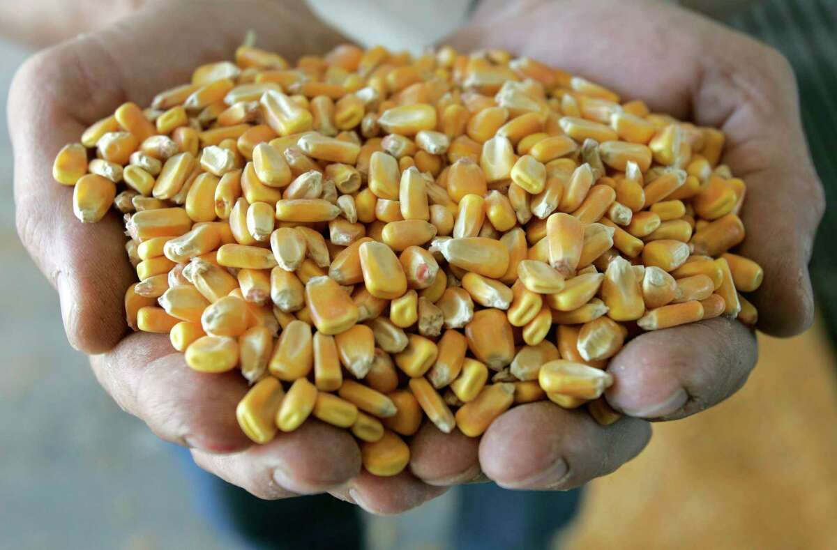 In this May 24, 2006 file photo, a handful of corn is shown before it is processed at the Tall Corn Ethanol plant in Coon Rapids, Iowa. A reader-submitted question about crops used for biofuel is being answered as part of an Associated Press Q&A column called "Ask AP." (AP Photo/Charlie Neibergall, File)