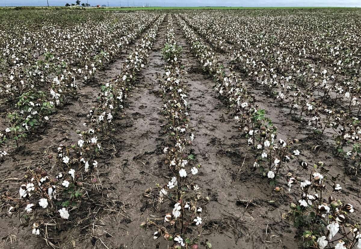 Wet, cool, overcast weather in the Texas Panhandle has hindered cotton production by preventing much of the crop from obtaining adequate heat units.