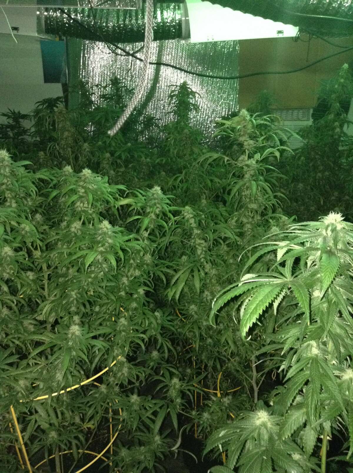 Hundreds of marijuana plants were seized in a drug bust of four homes in Fort Bend and Harris counties on Sept. 28, 2017.