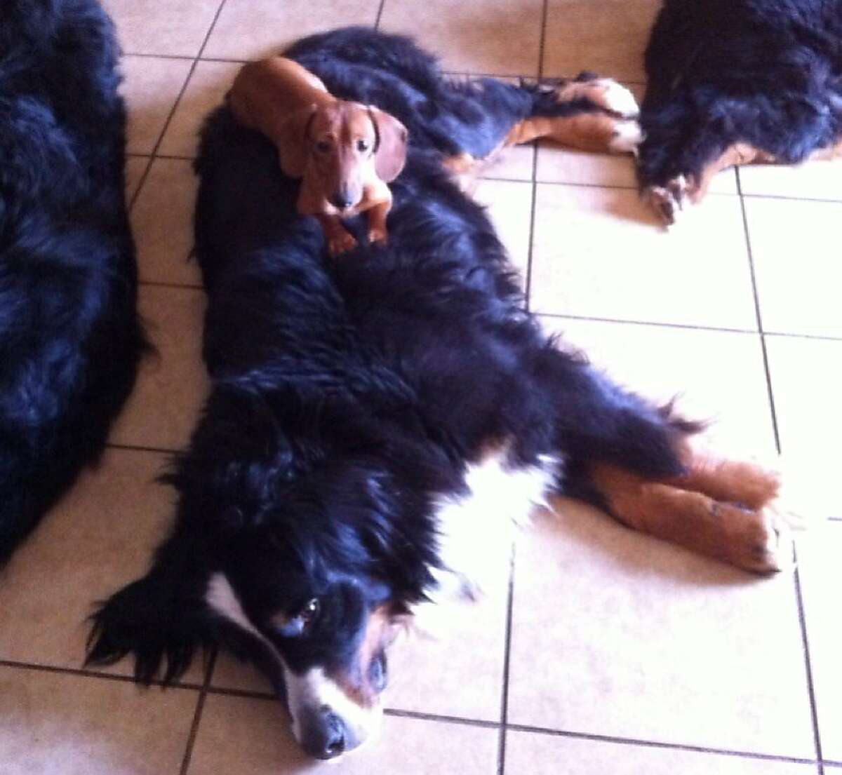 lost bernese mountain dog