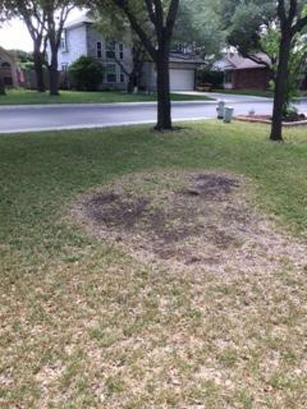 Yearly crop circles in grass likely too much shade