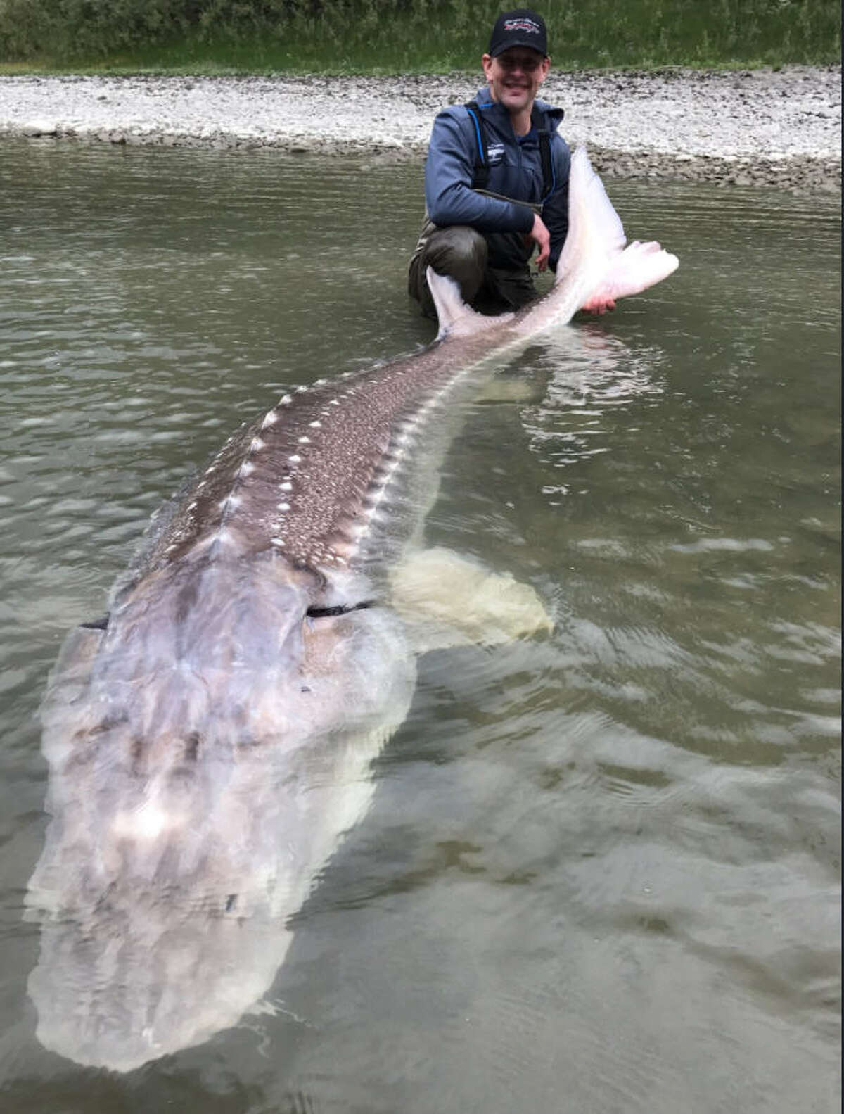 giant-600-pound-fish-caught-in-british-columbia