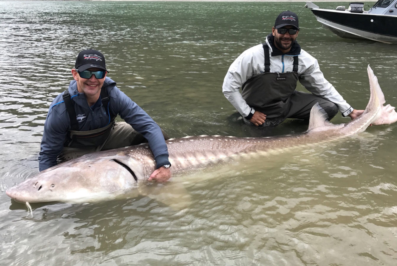 Giant red sturgeon Clearance