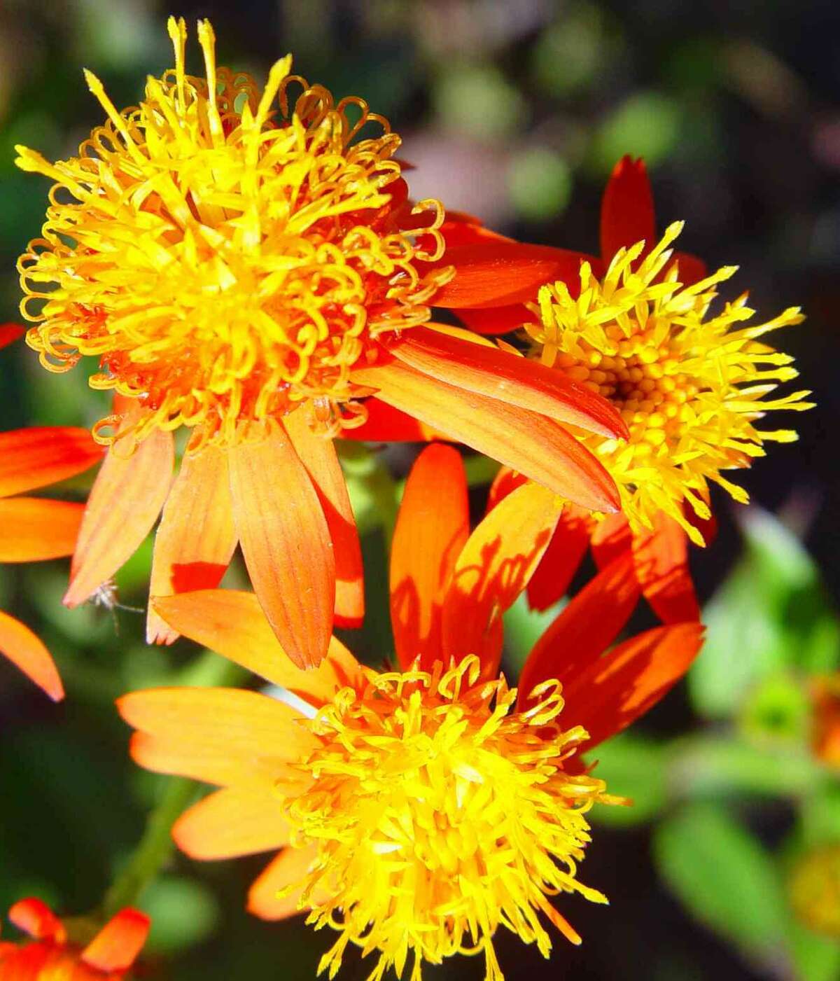 7 nectarproducing plants blooming this fall