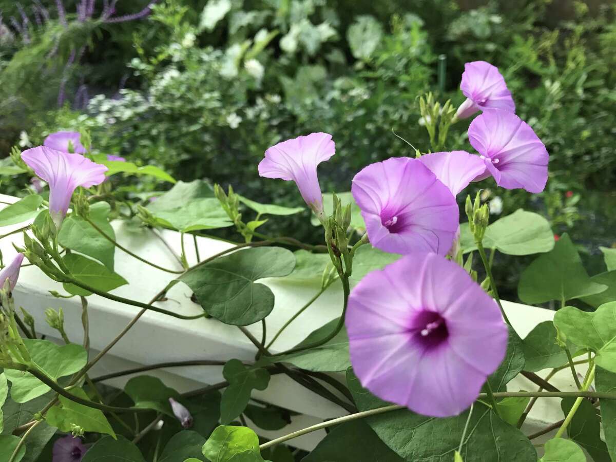 Morning glories rise to the occasion