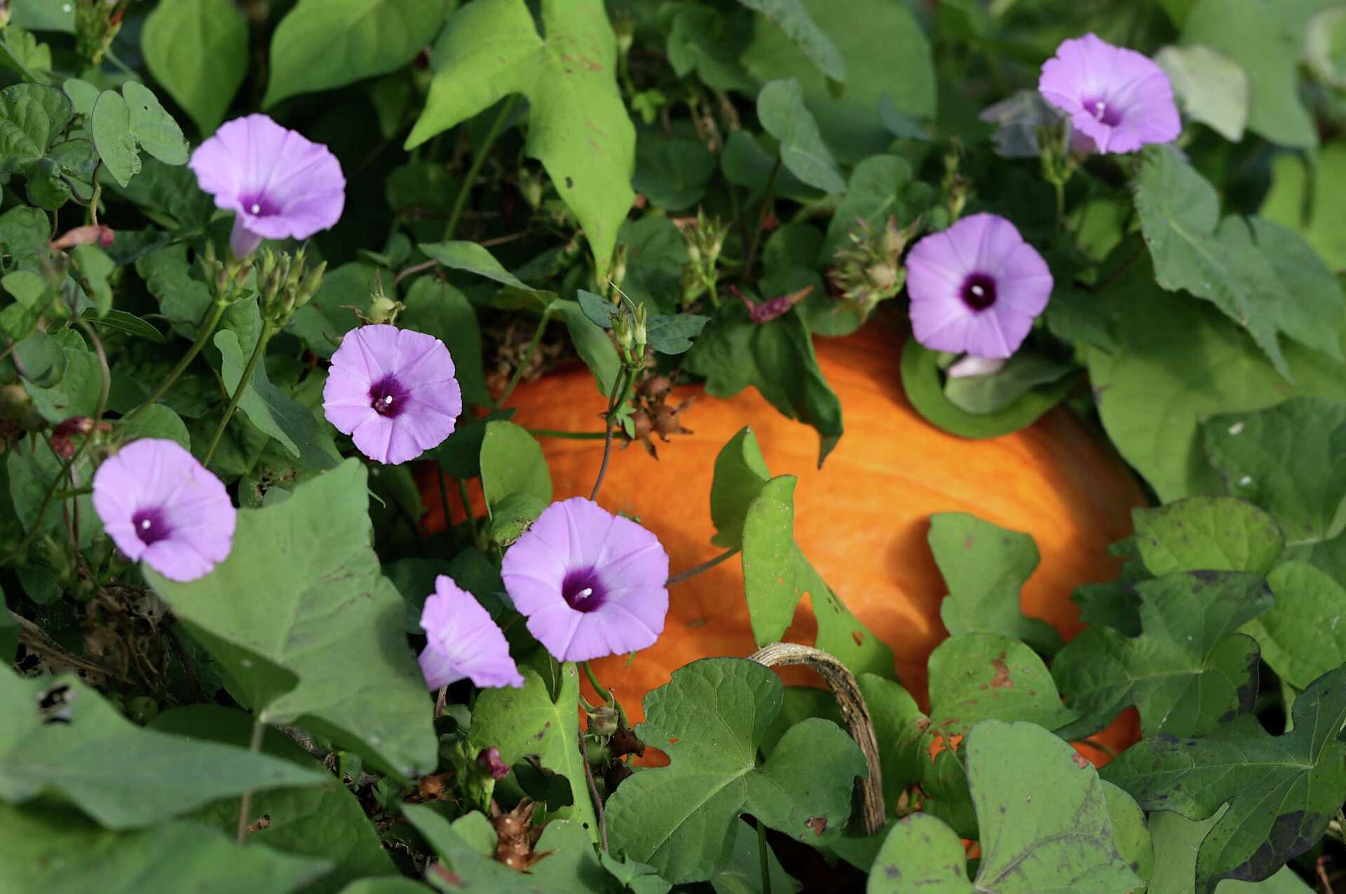 balsam plant IMPATIENS balsamina 'Tom Thumb Mix' (Balsam main image 0