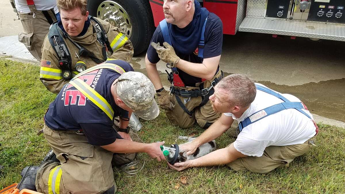 Pictured left to right: Firefighter Cory Heuchert, Fire Lieutenant Jeremy Paschall, Firefighter Derek Huber, Fire Lieutenant Todd Holder as they treat one of the cats affected in the house fire. All are expected to survive. 