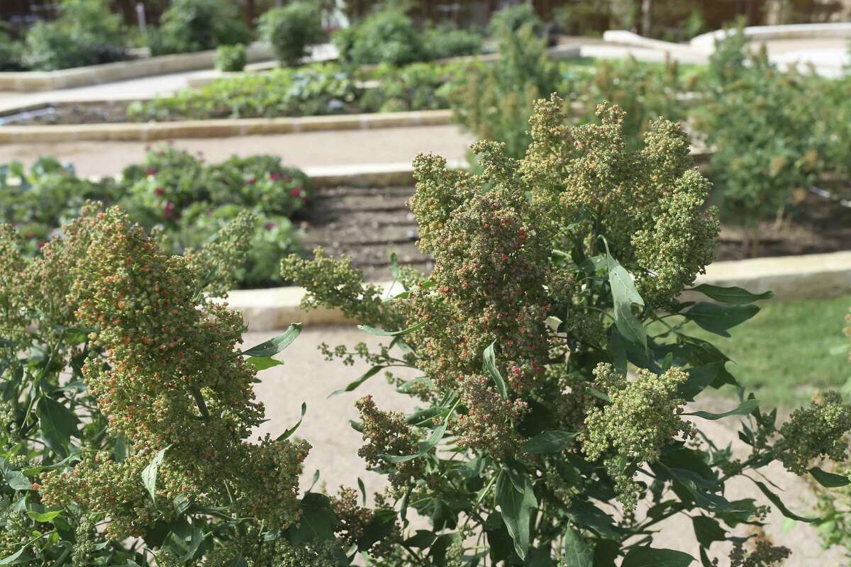 Quinoa is one of the nearly 200 seasonal plant that will grow in the Culinary Garden.