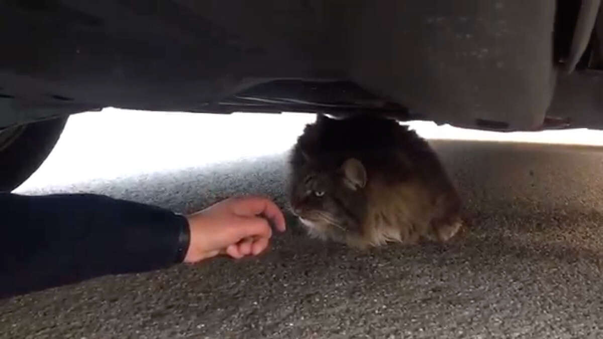 Sonoma Sheriffs Deputy Rescues Burned Cat Hiding Under Car