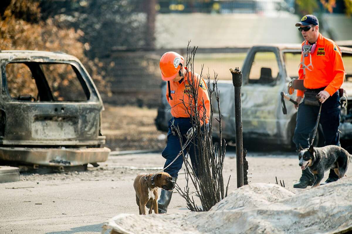 Search and rescue workers use human remain detection dogs to search for Tubbs fire victims at Journey's End Mobile Home Park on Friday, Oct. 13, 2017, in Santa Rosa, Calif. According Sgt. Dave Thompson, in charge of search and rescue operations for the Sonoma County Sheriffs Office, crews have recovered another body at the site.