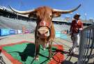 DALLAS, TX - OCTOBER 14:  Bevo, the Texas Longhorns' mascot stands behind the end zone before the game between the Oklahoma Sooners and the Texas Longhorns at Cotton Bowl on October 14, 2017 in Dallas, Texas.