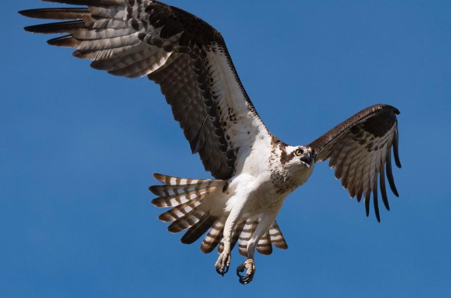 Audubon's Osprey