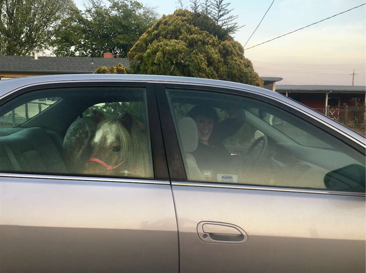 Stardust had to be evacuated in the backseat of his owner's Honda Accord. 