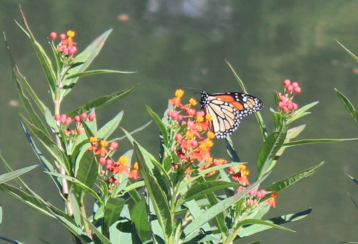 San Antonio Mayor Ron Nirenberg reconfirmed the city's commitment to monarch butterflies on Oct. 16, 2017, by taking the National Wildlife Federation's Mayors' Monarch Pledge.