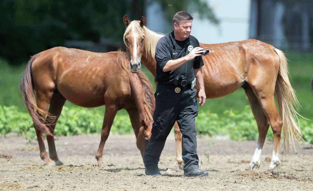 Houston SPCA volunteers document the condition of several horses at the Calico Dairy in Montgomery County Thursday.