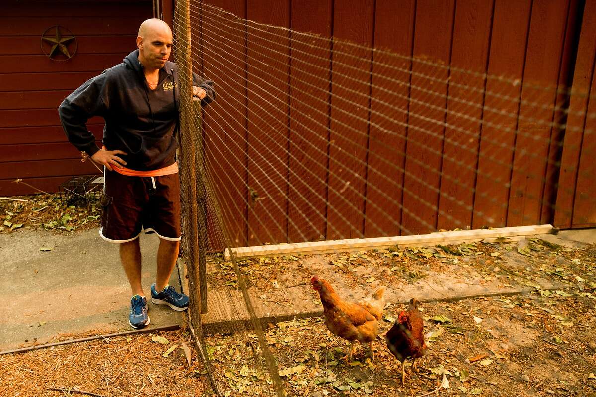 Derrick Torres checks on a neighbor's chickens while living in an evacuated area of Kenwood, Calif., on Monday, Oct. 16, 2017. Torres and his wife have tended to the neighborhood's animals since last Monday.