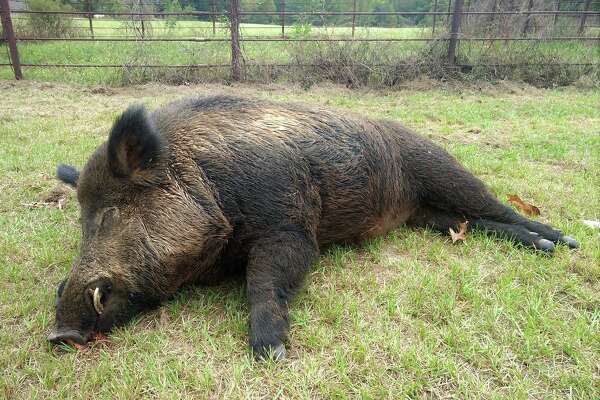 East Texas Man Takes Down 416 Pound Wild Hog In Backyard