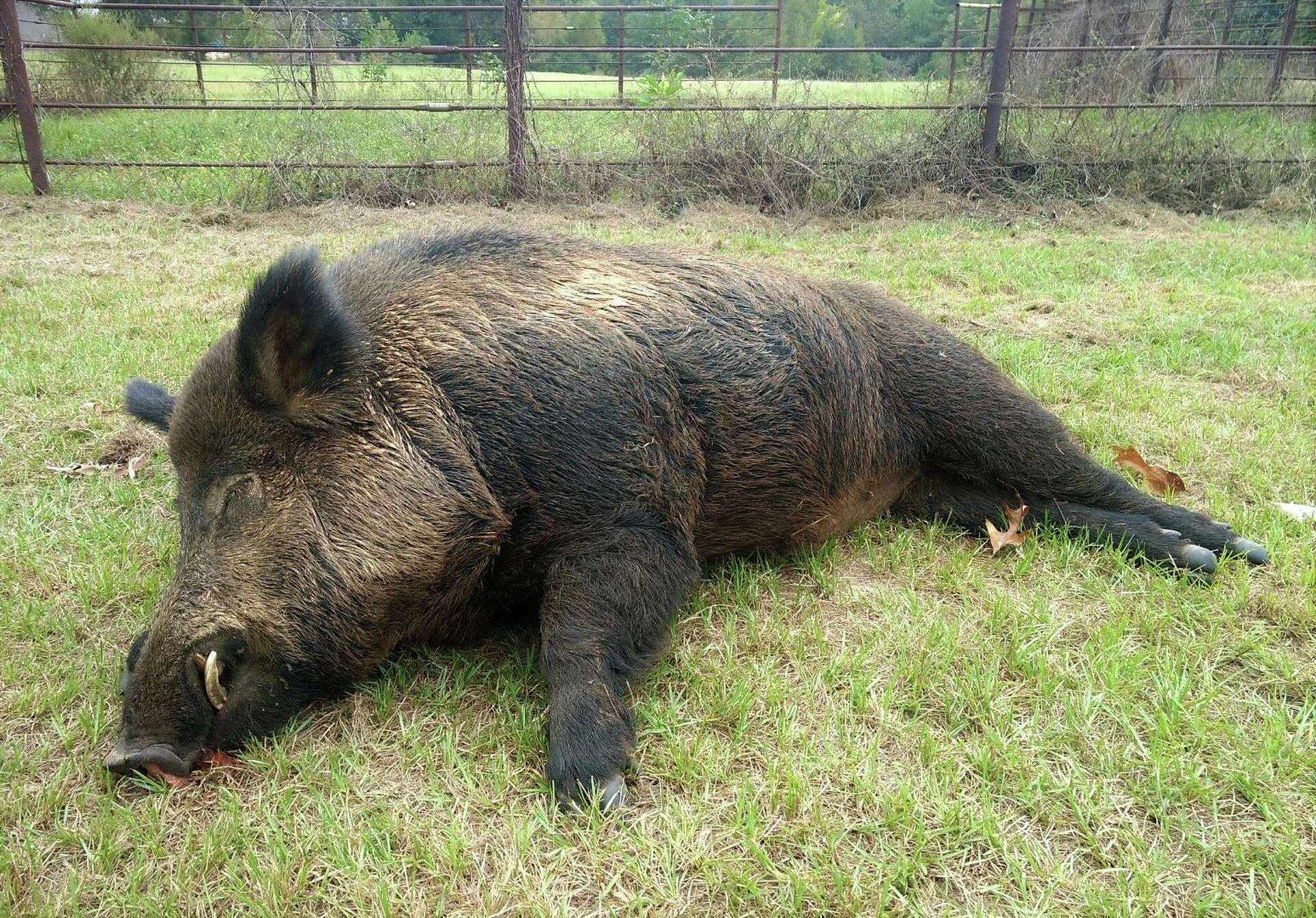 East Texas man takes down 416-pound wild hog in backyard