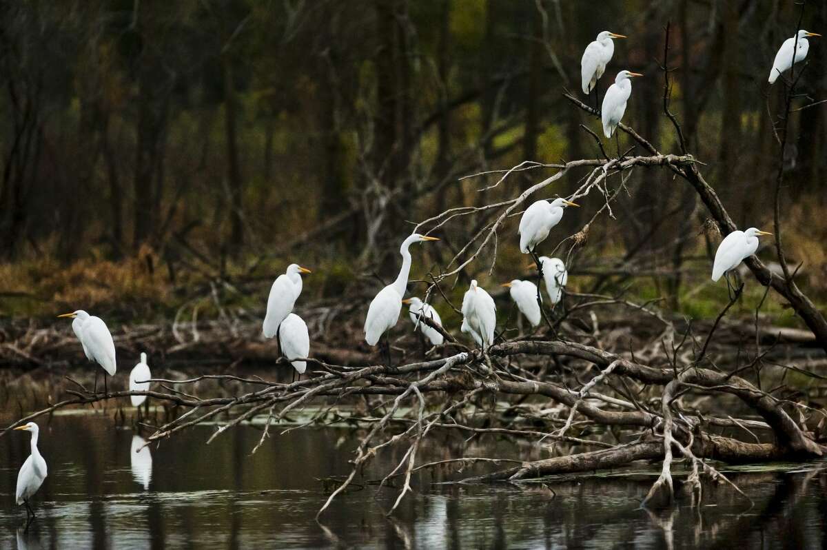 A group of great egrets populate a pond near Poseyville Road and St. Charles Street on Thursday, Oct. 12, 2017. Great Egrets live in freshwater, brackish, and marine wetlands. These birds are unlikely to stay in Michigan much longer, as they will soon migrate south for the winter. (Katy Kildee/kkildee@mdn.net)