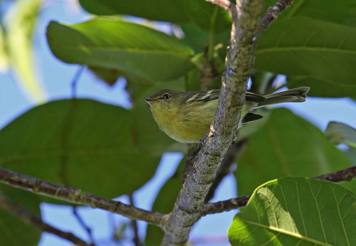 File photo of a flat-billed vireo.