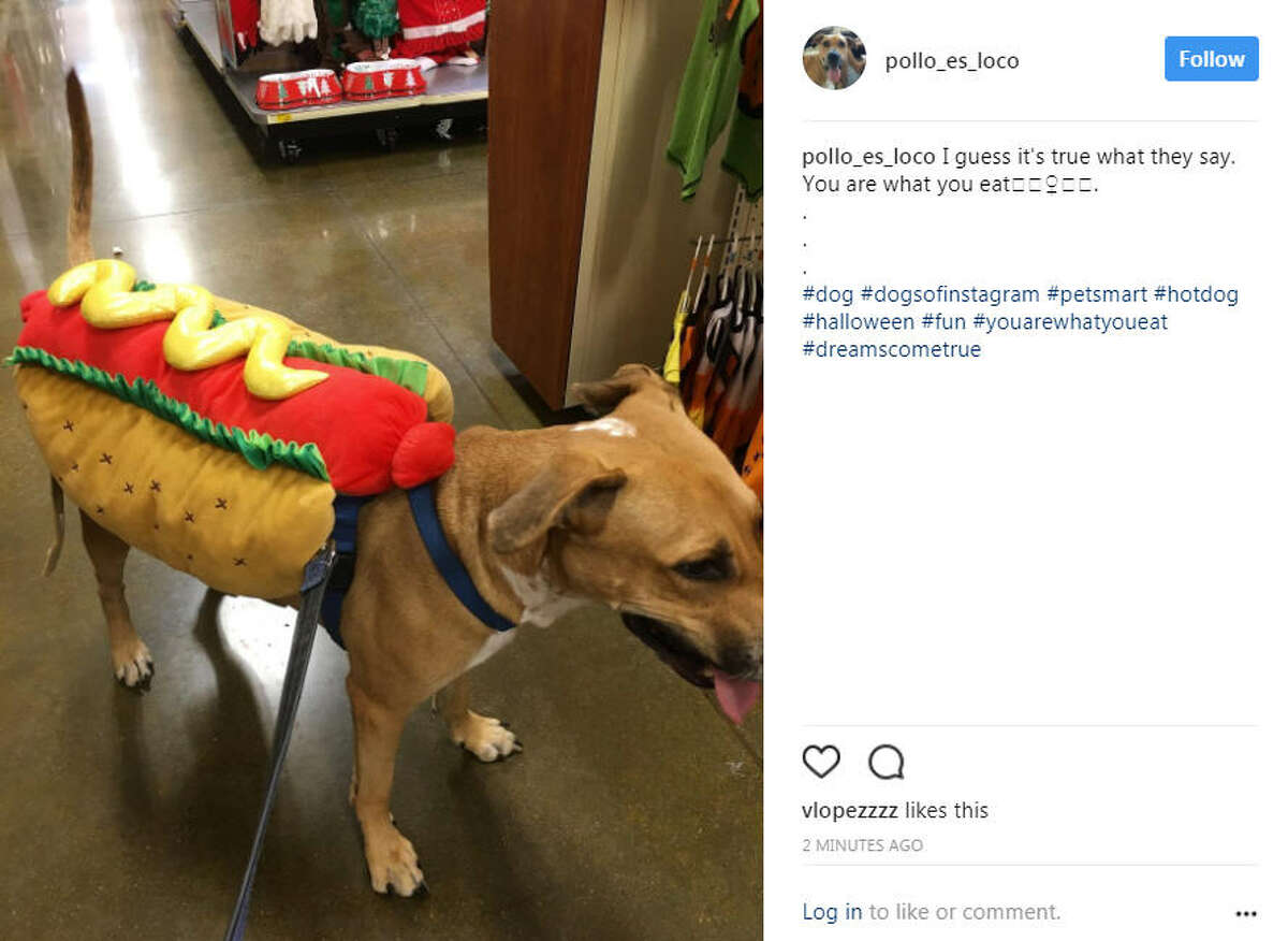 The Halloween pet costume ideas have been plentiful and insanely cute on Instagram.