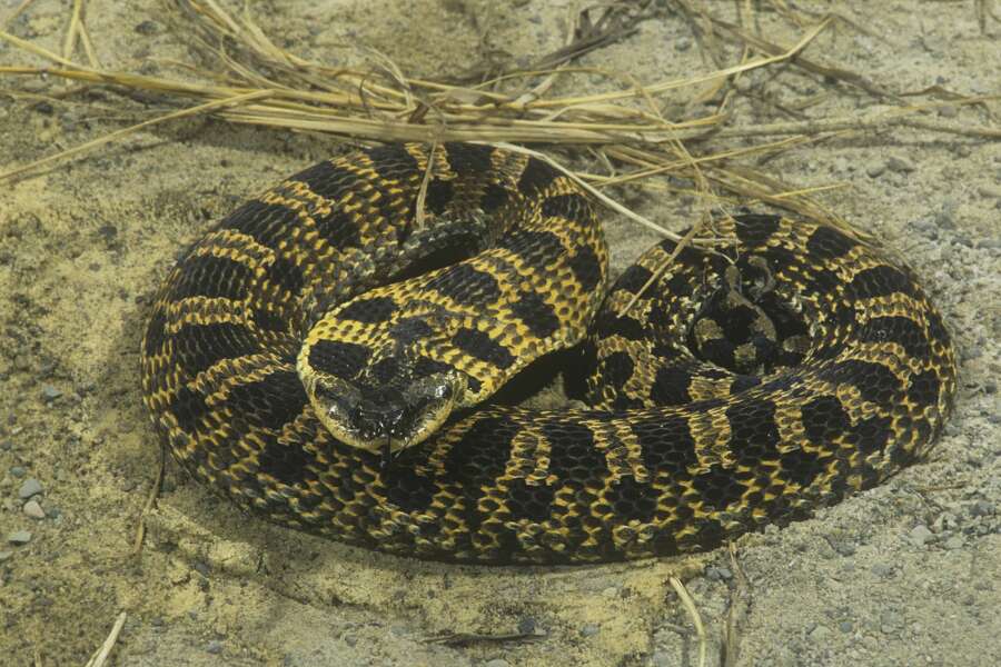 Tread carefully Snakes are out again in Texas as temperatures rise
