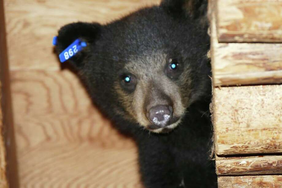 Mysterious Virus Sickens 4 Bear Cubs In Tahoe Kills 2 Sfgate Nevada A Black Bear Cub At Lake Tahoe Wildlife Care D In August From