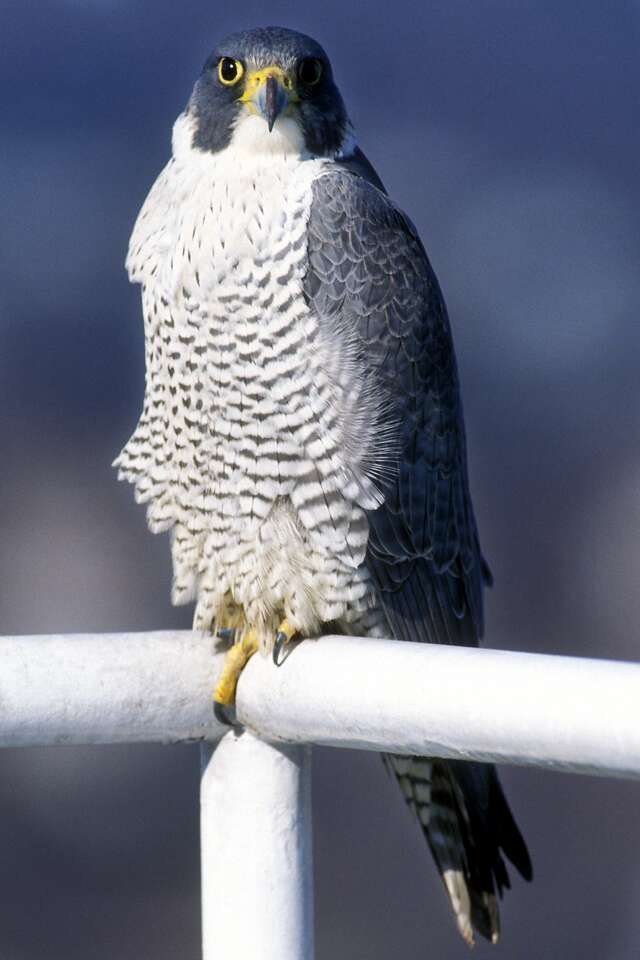 Noted Falcon Preservationist Killed In Tubbs Fire