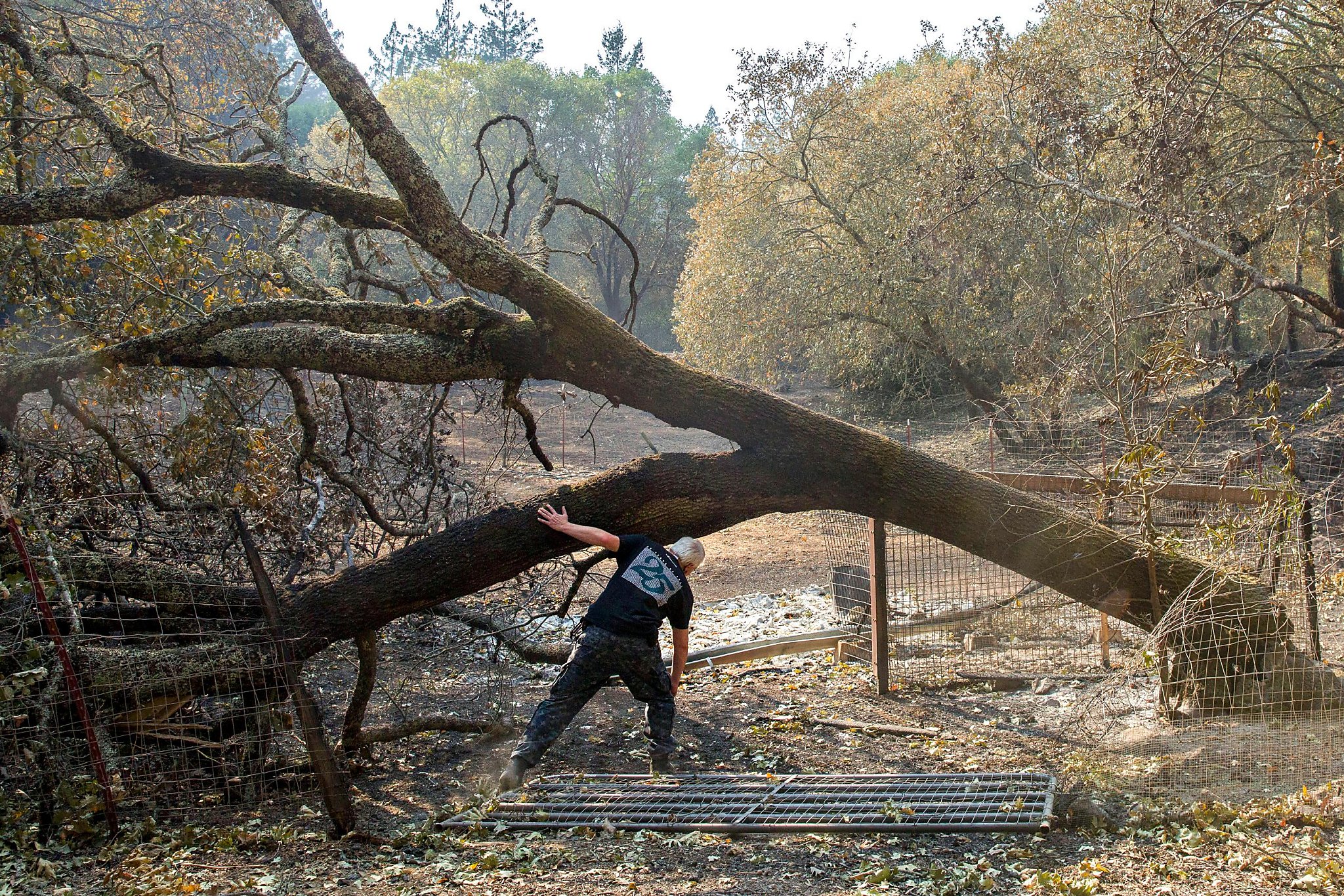 sudden-oak-death-likely-exacerbated-deadly-northern-california-wildfires